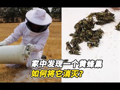 家有蜂巢 風水|2024蜂巢處理最新指南